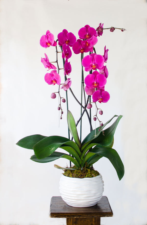 Orquídea Cascada