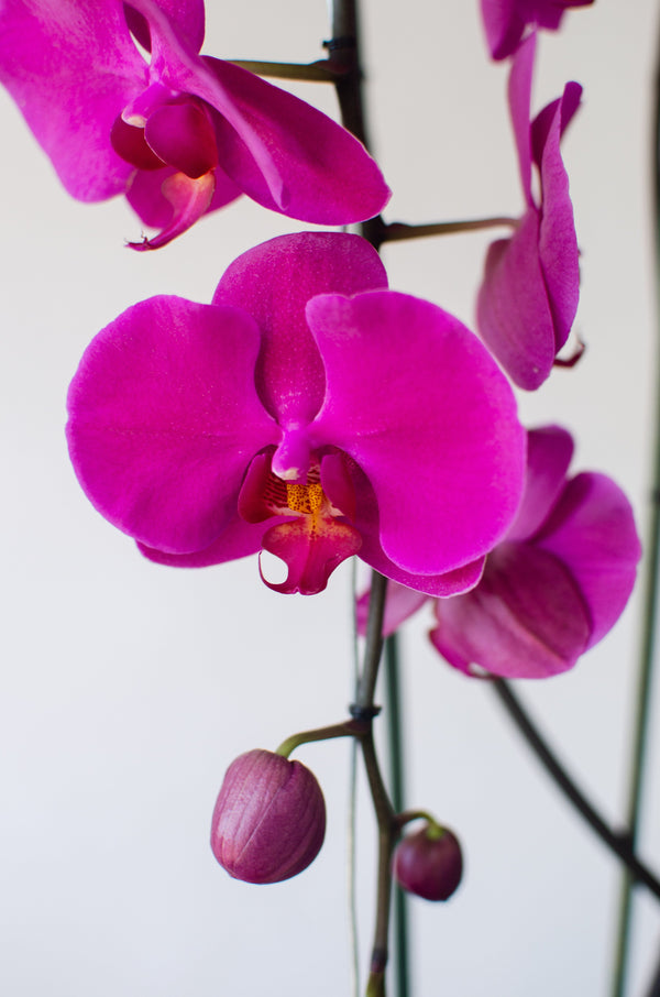 Orquídea Cascada