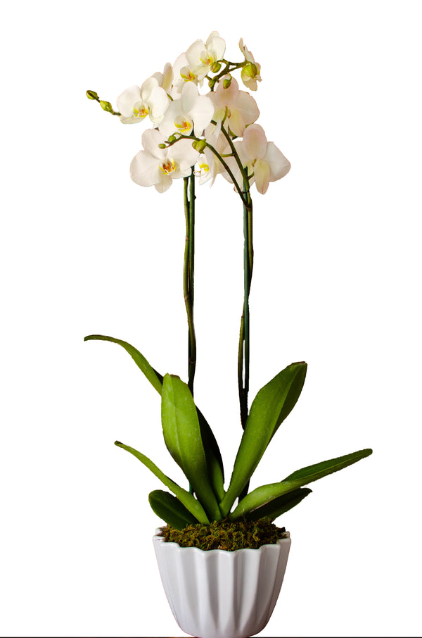 Orquídea Blanca