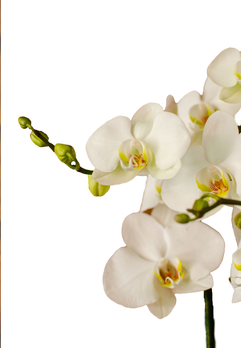 Orquídea Blanca