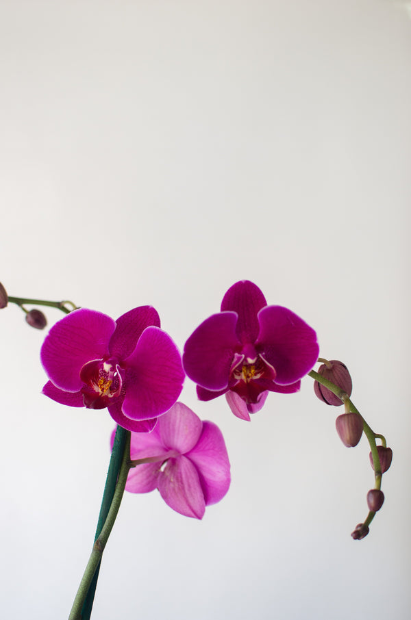 Orquídea Morada